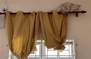 猫在窗帘上下不来，它想掉头，没想到用这种方式!