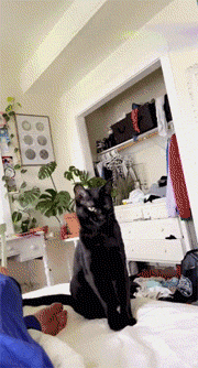 网友在逗猫时，逗着逗着感觉猫好像在跳舞，真的好像!