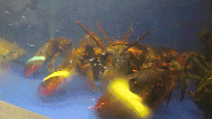 ▽ 耀武扬威的波士顿龙虾 ▽