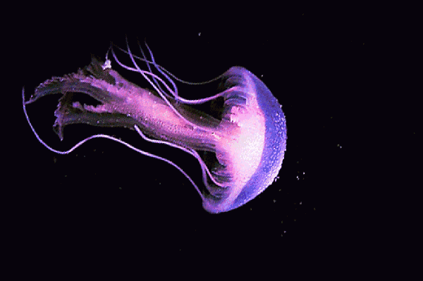 这些海洋动物原来这么聪明,看完我忍不住多吃了两盘