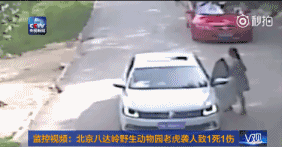 老虎伤人事件