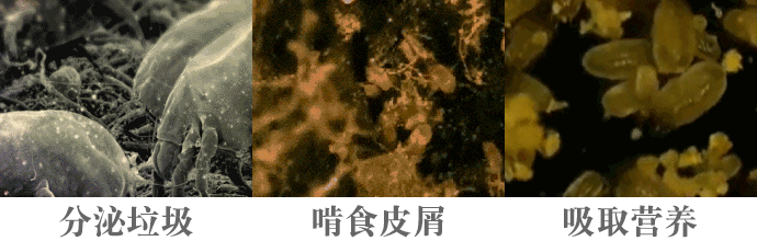 屋里有它，全家一虫不染~告别螨、蚊、蟑