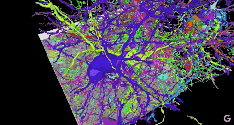 谷歌ai自动重构3d大脑,最高精度绘制神经元
