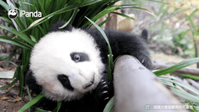 熊猫宝宝爬树的动力是什么?|熊猫一刻