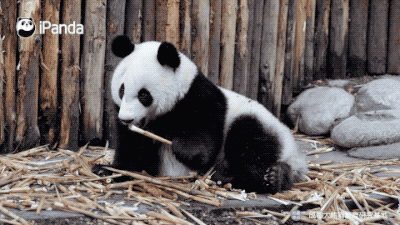 大熊猫假期赖床实录，像不像每天早上的你|熊猫一刻