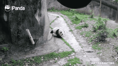 一条关于熊猫的做梦视频!
