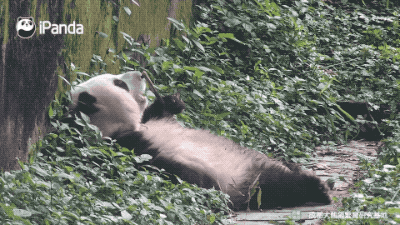 一只佛系熊猫的生活日常