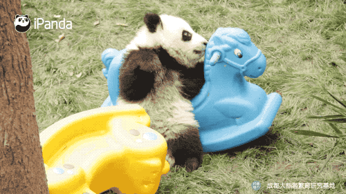 听说，你们这儿的“熊猫果”随便捡的?