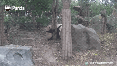 熊猫妈妈视角吸“猫”体验