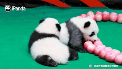 大熊猫面对美梦和美食如何选?|熊猫一刻