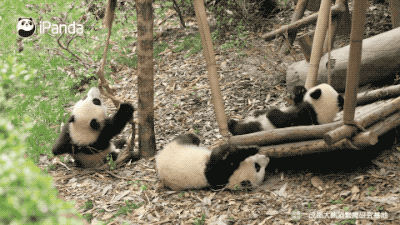 四川的熊猫到底有多悠闲|熊猫一刻