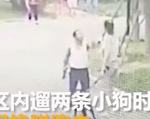 最终男子挥起手中的砖头怒砸了女子手中的小狗, 小狗一声声的惨叫