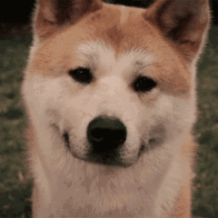 狗年微信表情包就在这里了,斗图开始啦!