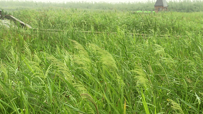 壁纸 草 成片种植 风景 绿色 植物 种植基地 桌面 400_226 gif 动态图