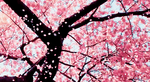 2018最美春天,就在这里