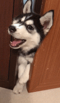 回家发现哈士奇的头被卡在门缝中,还叫着让主人帮忙,被蠢哭了!