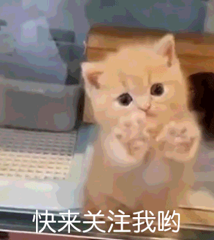 自从学会玩滑板车,比格狗狗开始耍起小脾气了