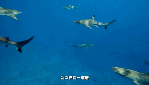 绚丽的珊瑚礁,绿松石般的泻湖,面粉般的沙滩,海上大量的美人鱼(儒艮)
