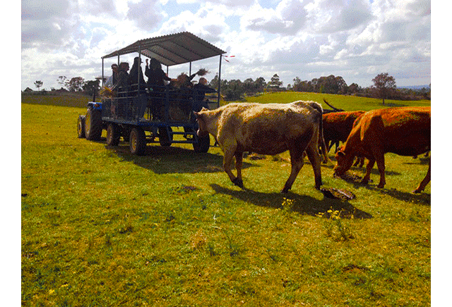 农场每天安排各项活动,包括参观农场饲养场,农场养有牛,羊,马,狗和