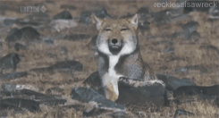 com相对于藏狐的一脸生无可恋,兔狲的表情更为丰富,除了