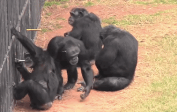 两只黑猩猩合作拉动装置后,一旁的偷食者伺机抢夺掉出的奖励.