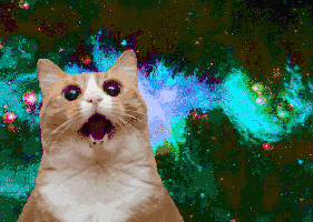 嗑了猫薄荷!飞起来噜!