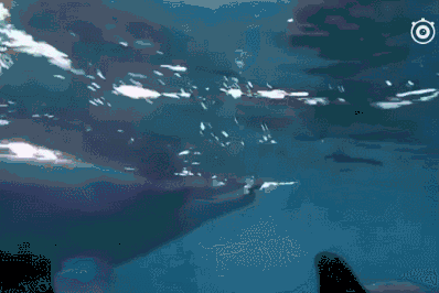 讲真,海豚的运动细胞也是666,抛接配合不能更默契,估计给它们搭个篮筐