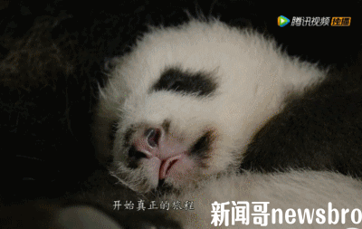 睡觉还吐舌头!太圈粉了!