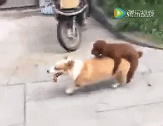 人山人海,边跑边爱,泰迪让你见识什么是