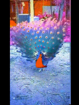 gif67小姐姐证明男生遇事只会叫