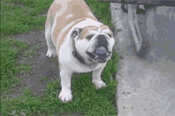 爱运动的胖子英国斗牛犬