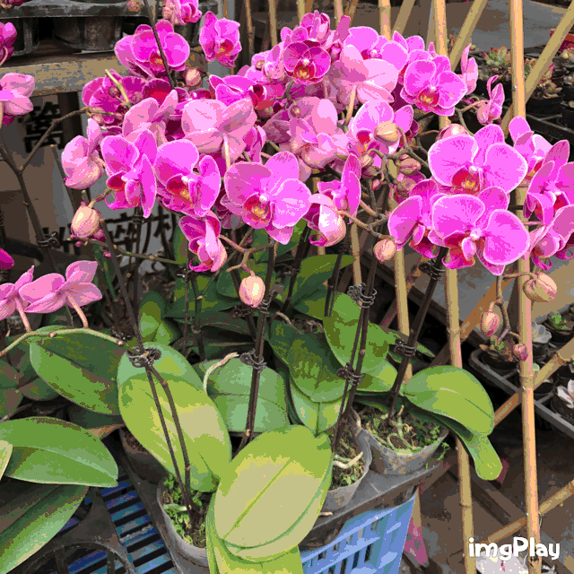 广州年花价格大起底,水仙15蚊2盆红玫瑰6毛6,不买吃亏