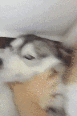 看到这家子养的哈士奇,瞬间觉得本人的心思承受能力好