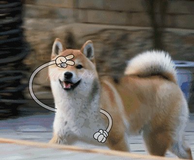 有一条一开始被误以为是土狗的柴犬h