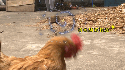鸡头还能用来做摄像稳定器?