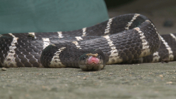 大叔捡一条被轧死的眼镜蛇回家做菜,扔蛇头时蛇眼忽然