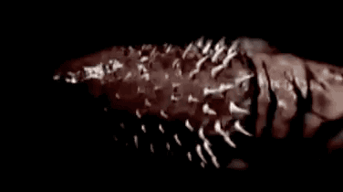 9个动物们sex的冷知识，螺旋状的丁丁算个啥？