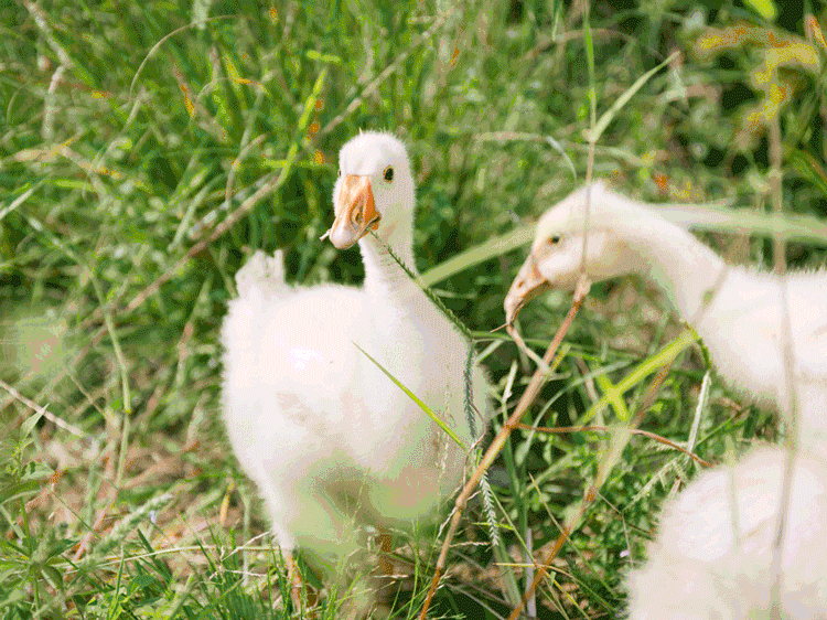 除了鸡和鸭,秦邦吉品农场还养了鹅,猪,牛,羊,兔子等动物,同时季节性