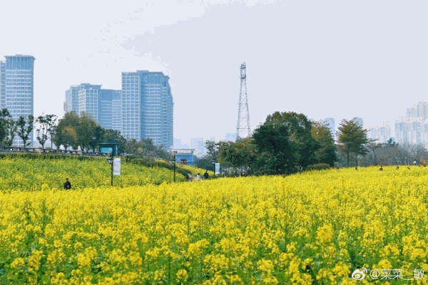 油菜花,海洋,福建农林大学