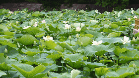 普法栏目剧莲花闹海堂全集_南岸区莲花堂_伦敦南岸艺术区