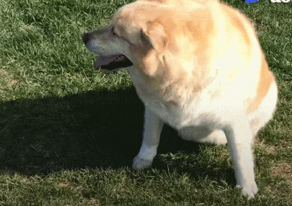 一年減90斤肉，這只太肥差點被安樂死的金毛，堪稱最勵志的狗界彭于晏！ 寵物 第16張