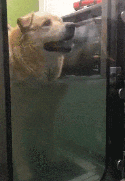 一年減90斤肉，這只太肥差點被安樂死的金毛，堪稱最勵志的狗界彭于晏！ 寵物 第18張