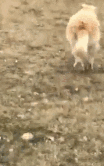 一年減90斤肉，這只太肥差點被安樂死的金毛，堪稱最勵志的狗界彭于晏！ 寵物 第23張