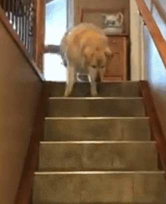 一年減90斤肉，這只太肥差點被安樂死的金毛，堪稱最勵志的狗界彭于晏！ 寵物 第19張