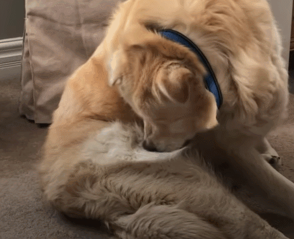 一年減90斤肉，這只太肥差點被安樂死的金毛，堪稱最勵志的狗界彭于晏！ 寵物 第25張