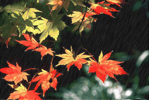 【分享】37首古诗词,尽览秋雨之清,秋雨之淡,秋雨之美