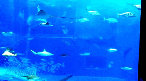 壁纸 海底 海底世界 海洋馆 水族馆 桌面 490_275 gif 动态图 动图
