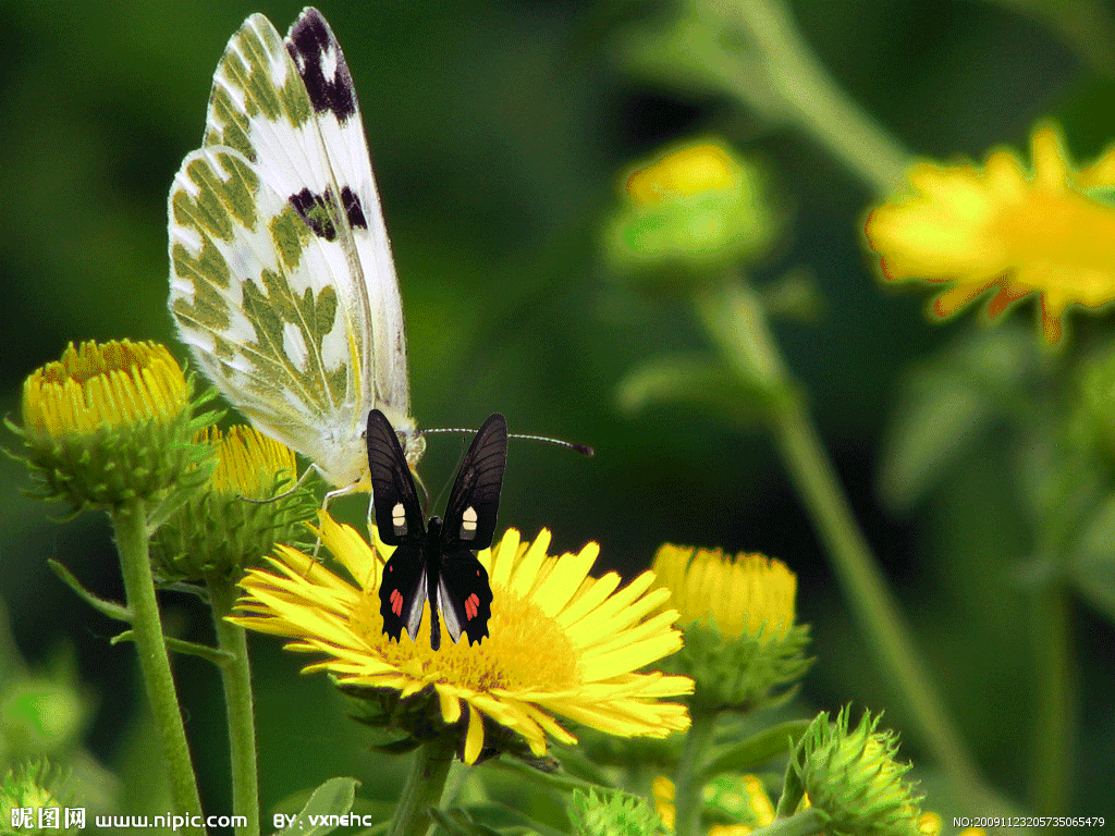 朗诵||飞舞的蝴蝶