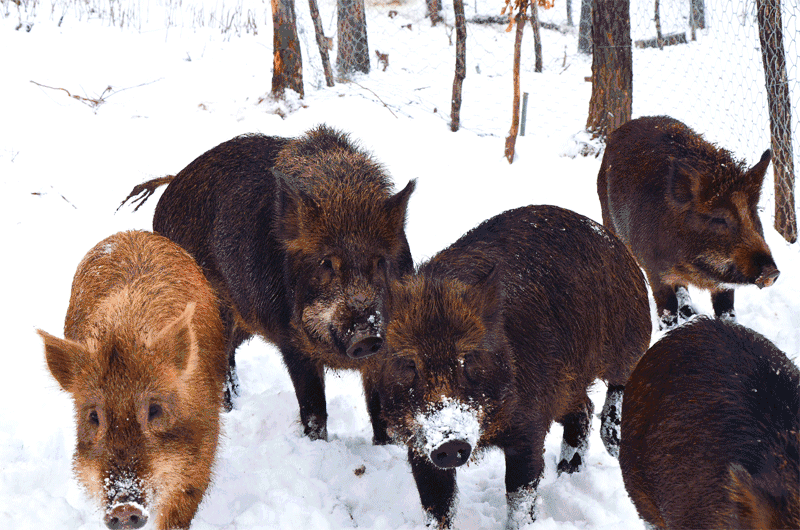 野猪在雪地上撒欢
