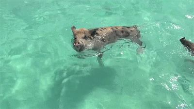 世界美景壁纸-107 世界上最萌的岛 (54p)